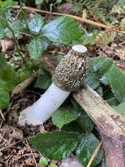 Phallus impudicus