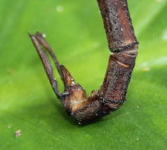 Gynacantha villosa