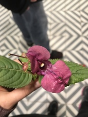 Impatiens glandulifera