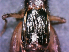 Neonemobius cubensis