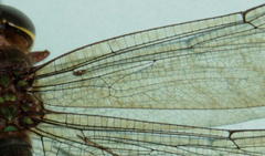 Gynacantha villosa