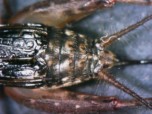 Cuban Ground Cricket photo 3