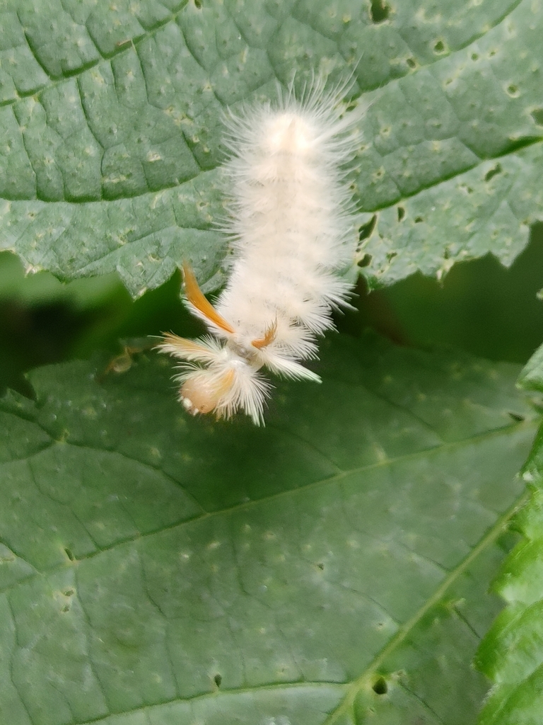 Sycamore Tussock Moth from Edgewood, MD 21040, USA on July 18, 2021 at ...