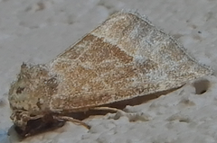 Plagiomimicus spumosum