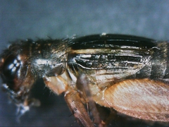 Neonemobius cubensis