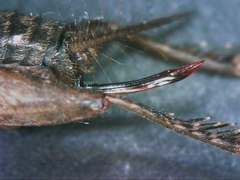 Neonemobius cubensis