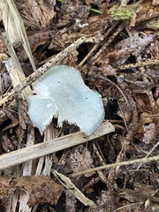 Clitocybe odora