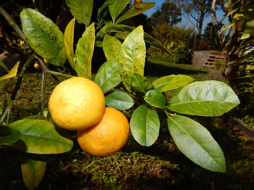 Citrus × limonia