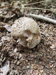 Amanita rubescens