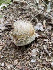 Amanita rubescens