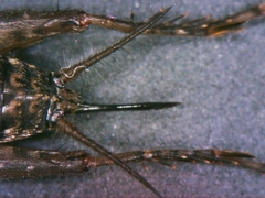 Neonemobius cubensis