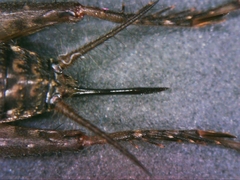 Neonemobius cubensis