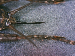 Neonemobius cubensis