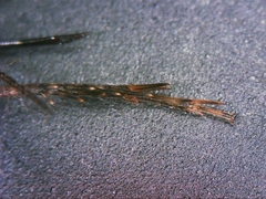 Neonemobius cubensis