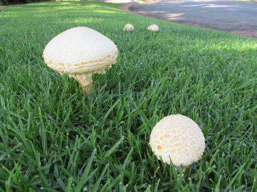 Saproamanita foetidissima image