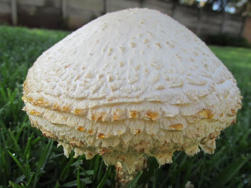Saproamanita foetidissima image