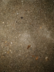 Lasius brevicornis