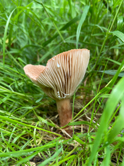 Russulaceae