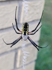 Argiope aurantia