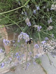 Bombus terrestris