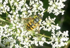 Myathropa florea