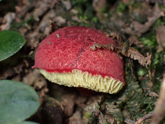 Parvixerocomus aokii