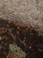 Lasius brevicornis