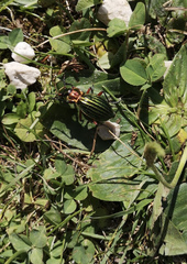 Carabus auronitens intercostatus