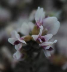 Amphithalea ericifolia ericifolia