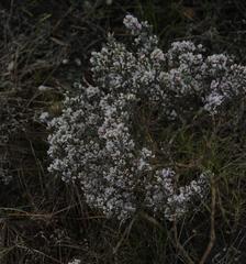 Amphithalea ericifolia ericifolia