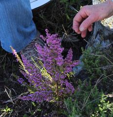 Erica mauritanica