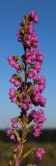 Erica mauritanica