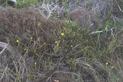 Cullumia setosa setosa