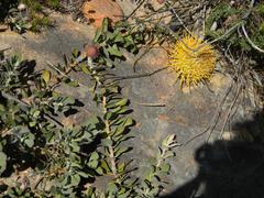 Leucospermum profugum