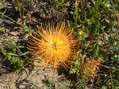 Leucospermum profugum