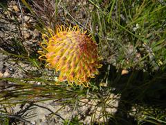 Leucospermum profugum