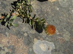 Leucospermum profugum