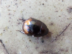 Sphaeridium lunatum