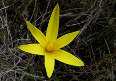 Hypoxidaceae