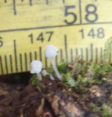 Mycena clavularis