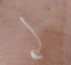 Mycena clavularis