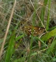 Hesperia comma