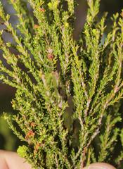 Erica tristis
