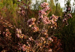 Erica canescens
