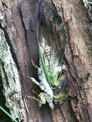 Neotibicen tibicen australis