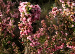 Erica canescens