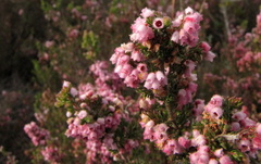 Erica canescens