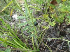 Chrysolina coerulans