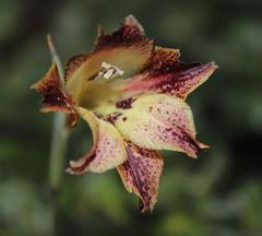 Gladiolus maculatus