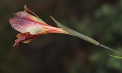 Gladiolus maculatus